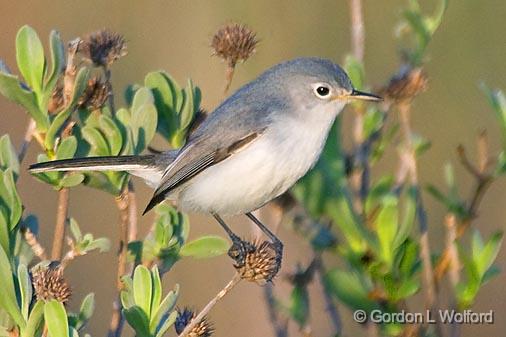 Blue-gray Gnatcatcher_39180.jpg - Blue-gray Gnatcatcher (Polioptila caerulea) hotographed along the Gulf coast near Rockport, Texas, USA.